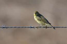 Image of Willow Warbler