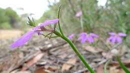 Image of Scaevola ramosissima (Smith) K. Krause