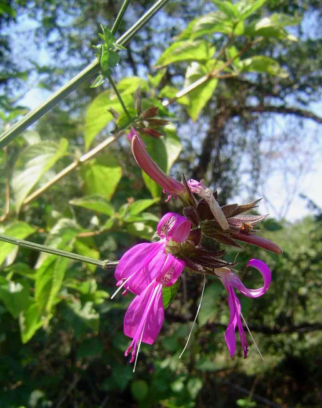 Image of Dicliptera clinopodia Nees
