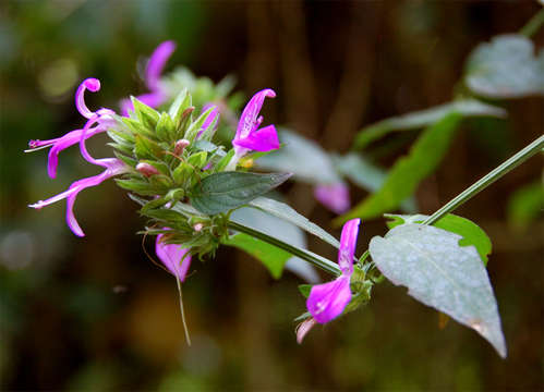 Image of Dicliptera clinopodia Nees