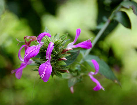 Image of Dicliptera clinopodia Nees