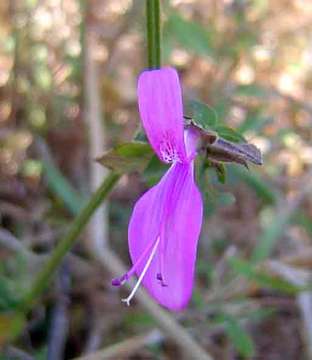 Plancia ëd Dicliptera clinopodia Nees