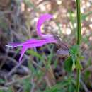 Image of Dicliptera clinopodia Nees