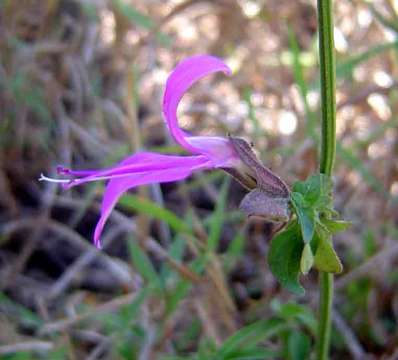 Plancia ëd Dicliptera clinopodia Nees