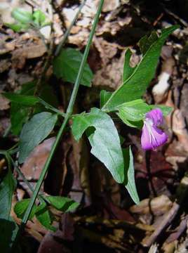 Image of Dicliptera extenta S. Moore