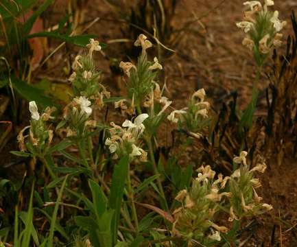 Image of Dicliptera melleri Rolfe