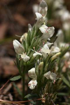 Image of Dicliptera melleri Rolfe