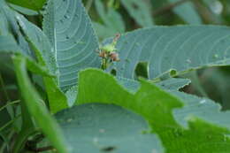 Plancia ëd Ipomoea triloba L.