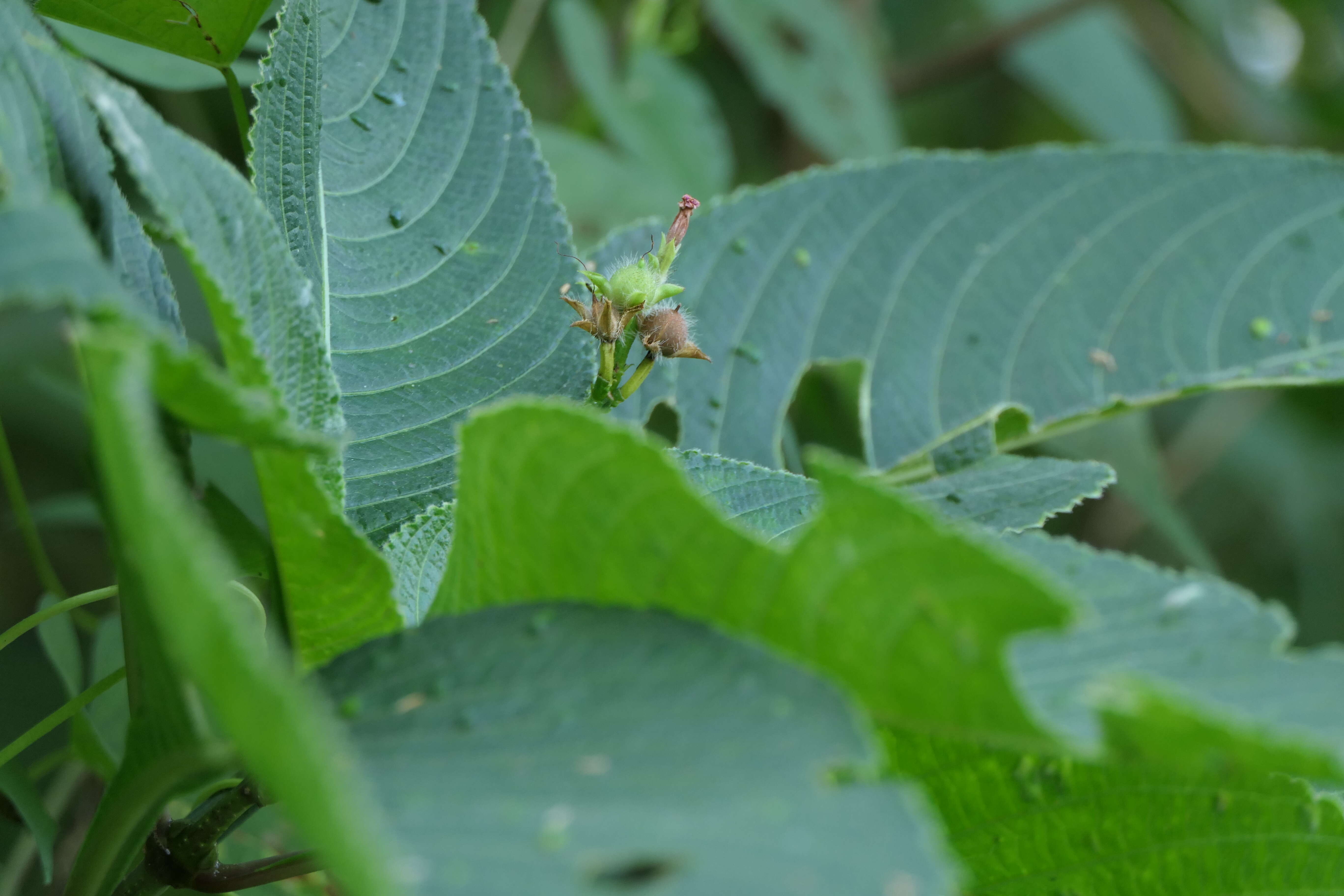 Plancia ëd Ipomoea triloba L.