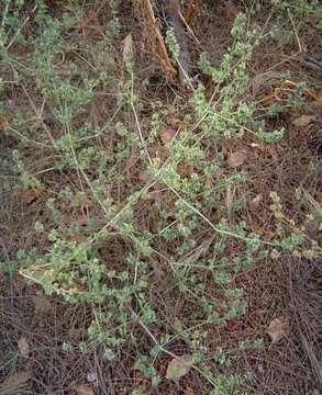 Dicliptera verticillata (Forssk.) C. Christensen resmi