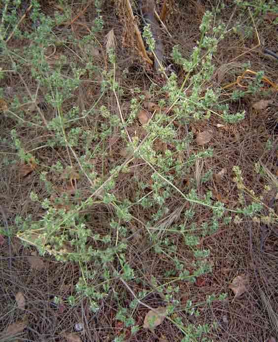 Image of Dicliptera verticillata (Forssk.) C. Christensen
