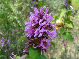 Image of Purple ribbon bush
