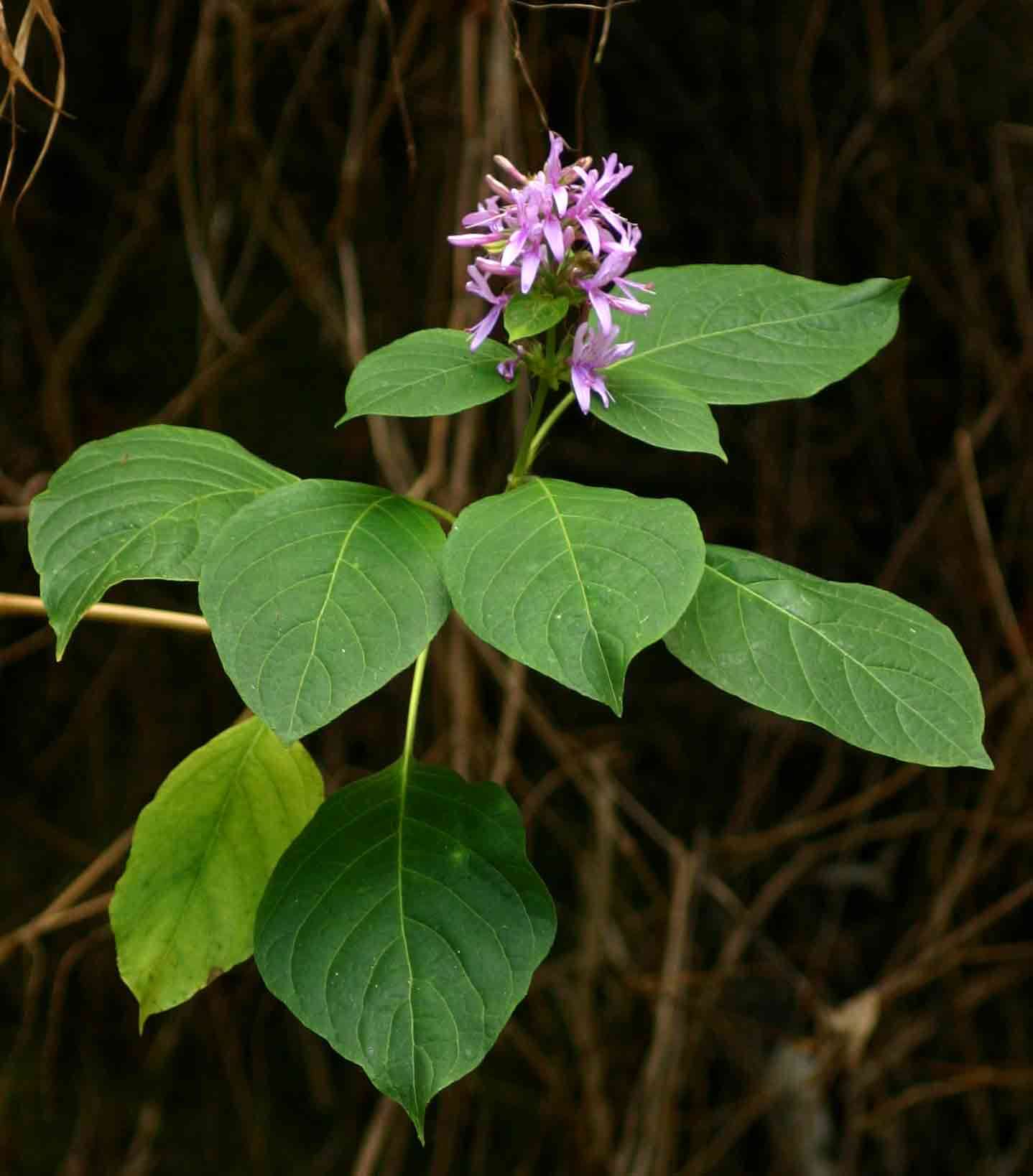 Image of Purple ribbon bush