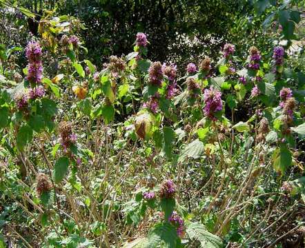 Hypoestes aristata (Vahl) Soland. ex Roem. & Schult. resmi