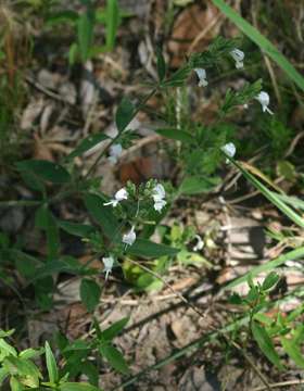 Hypoestes forskaolii (Vahl) Sol. ex Roem. & Schult. resmi