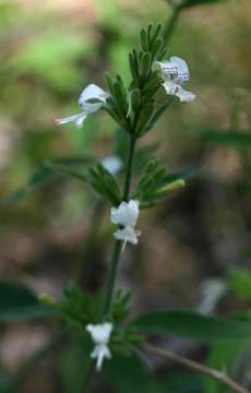 Image of White ribbon bush