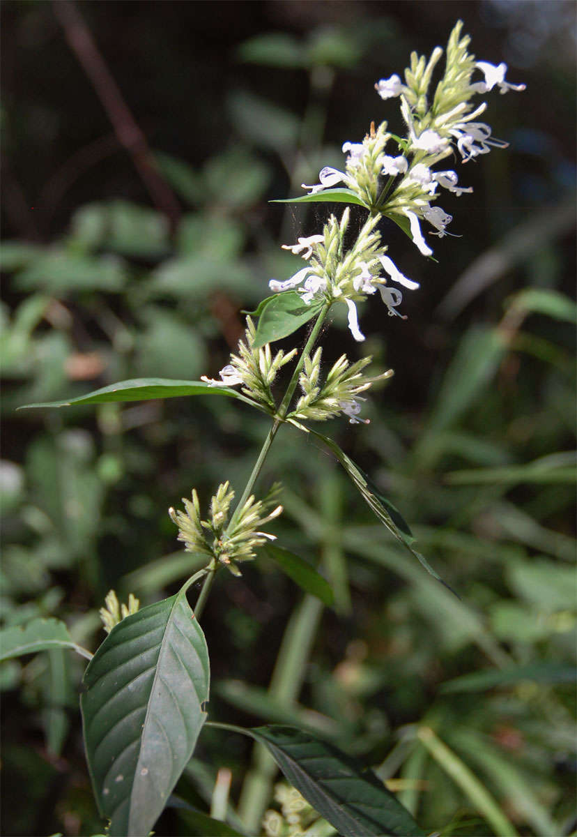Image of White ribbon bush