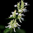 Image of White ribbon bush