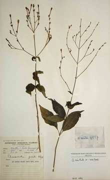 Rhinacanthus gracilis Klotzsch resmi