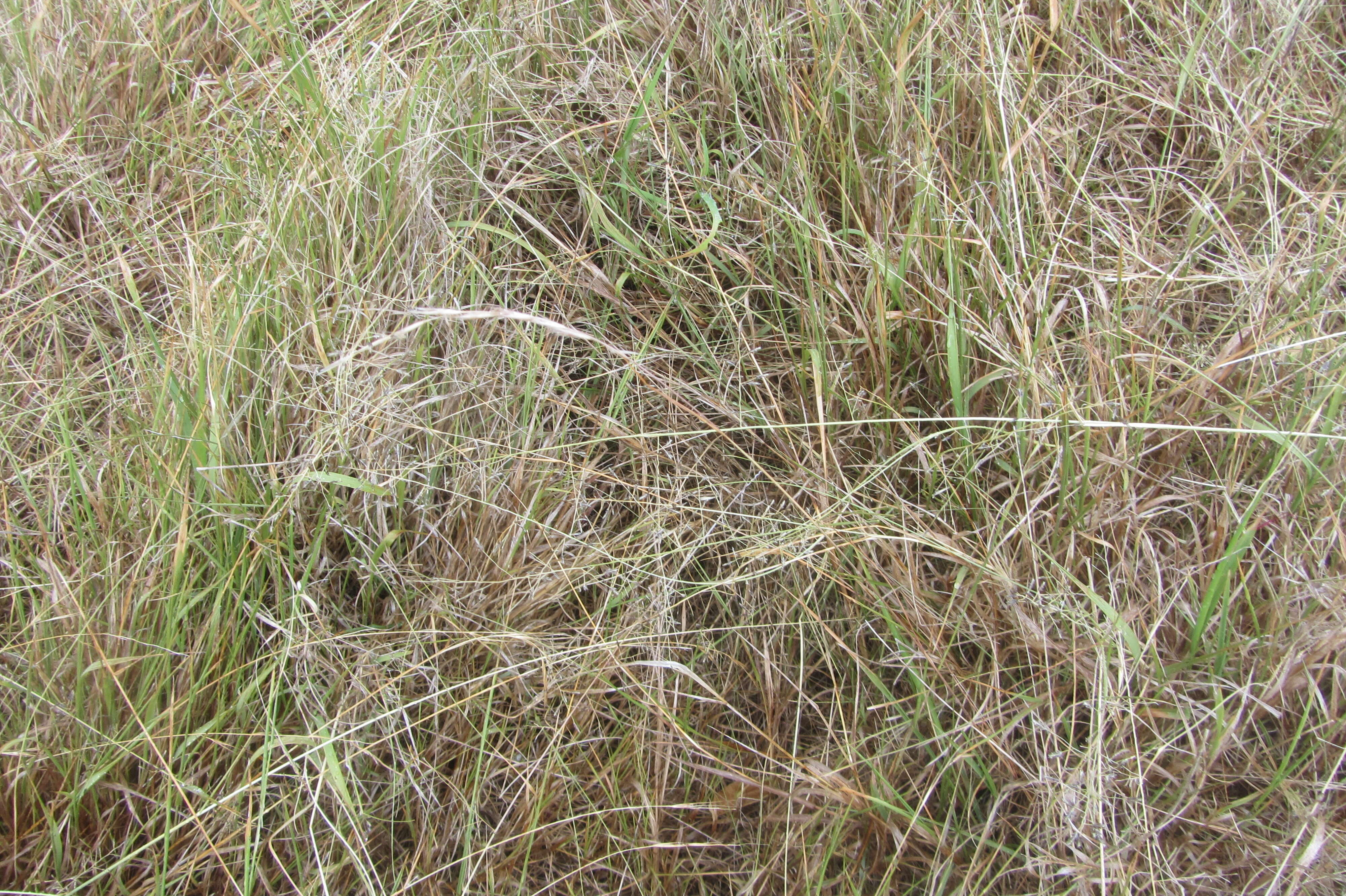 Image of Australian lovegrass