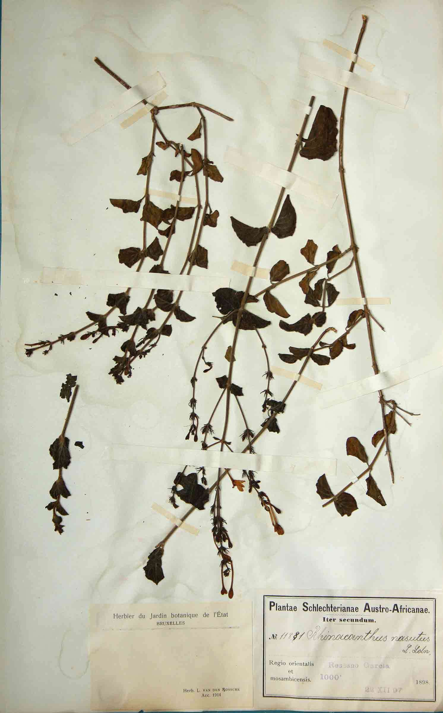 Image of Rhinacanthus gracilis Klotzsch
