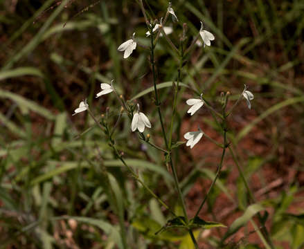 Rhinacanthus gracilis Klotzsch resmi