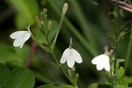 Rhinacanthus gracilis Klotzsch resmi