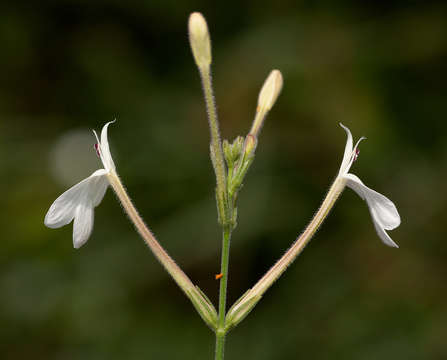 Rhinacanthus gracilis Klotzsch resmi