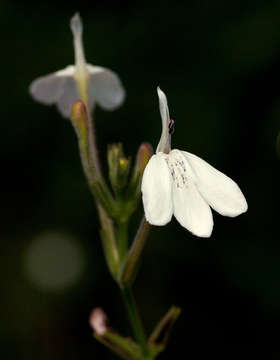 Rhinacanthus gracilis Klotzsch resmi