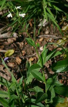 Rhinacanthus gracilis Klotzsch resmi