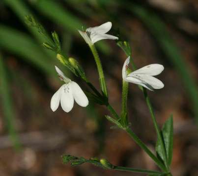 Rhinacanthus gracilis Klotzsch resmi