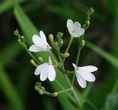 Rhinacanthus gracilis Klotzsch resmi