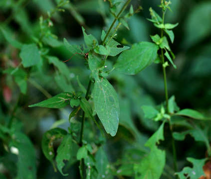 Image of Isoglossa floribunda C. B. Cl.