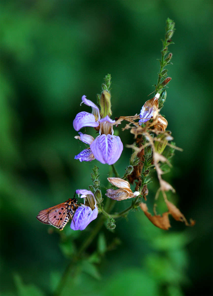 Image of Isoglossa floribunda C. B. Cl.