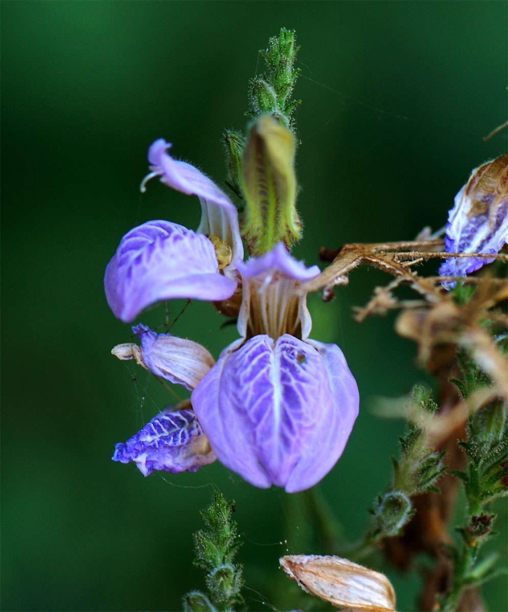 Sivun Isoglossa floribunda C. B. Cl. kuva