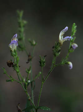 Sivun Isoglossa floribunda C. B. Cl. kuva