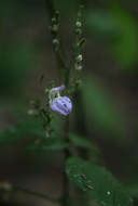 Image of Isoglossa floribunda C. B. Cl.