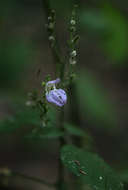 Sivun Isoglossa floribunda C. B. Cl. kuva