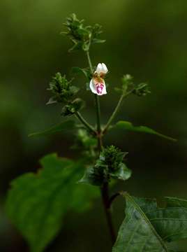 Image of Isoglossa milanjiensis S. Moore