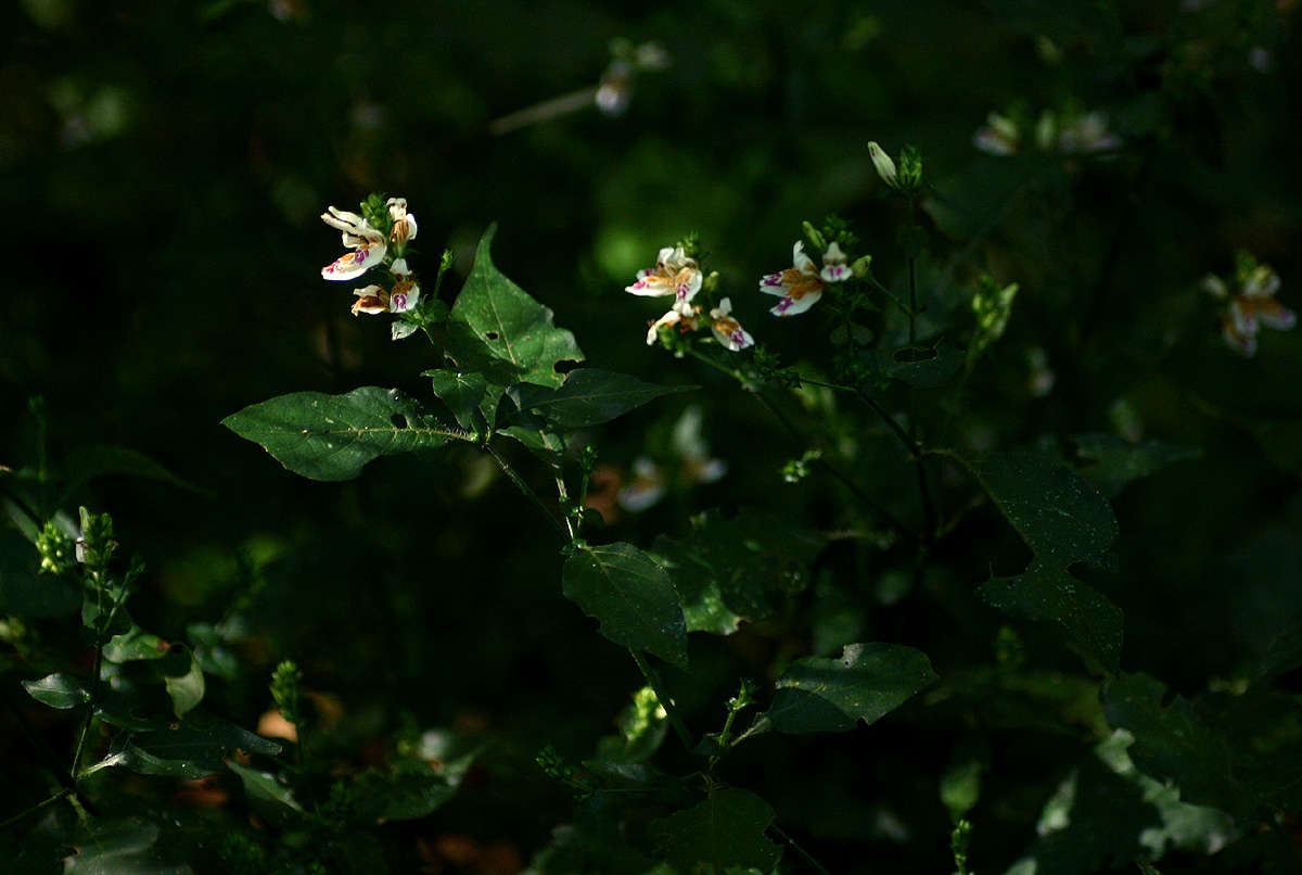 Image of Isoglossa milanjiensis S. Moore