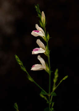 Image of Isoglossa milanjiensis S. Moore