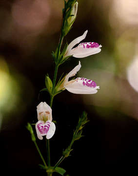 Image of Isoglossa milanjiensis S. Moore