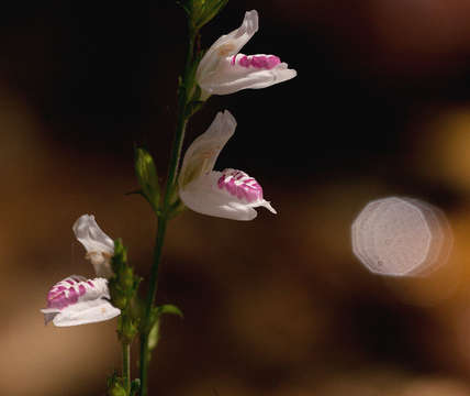 Image of Isoglossa milanjiensis S. Moore