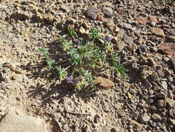 Image of shortstem lupine