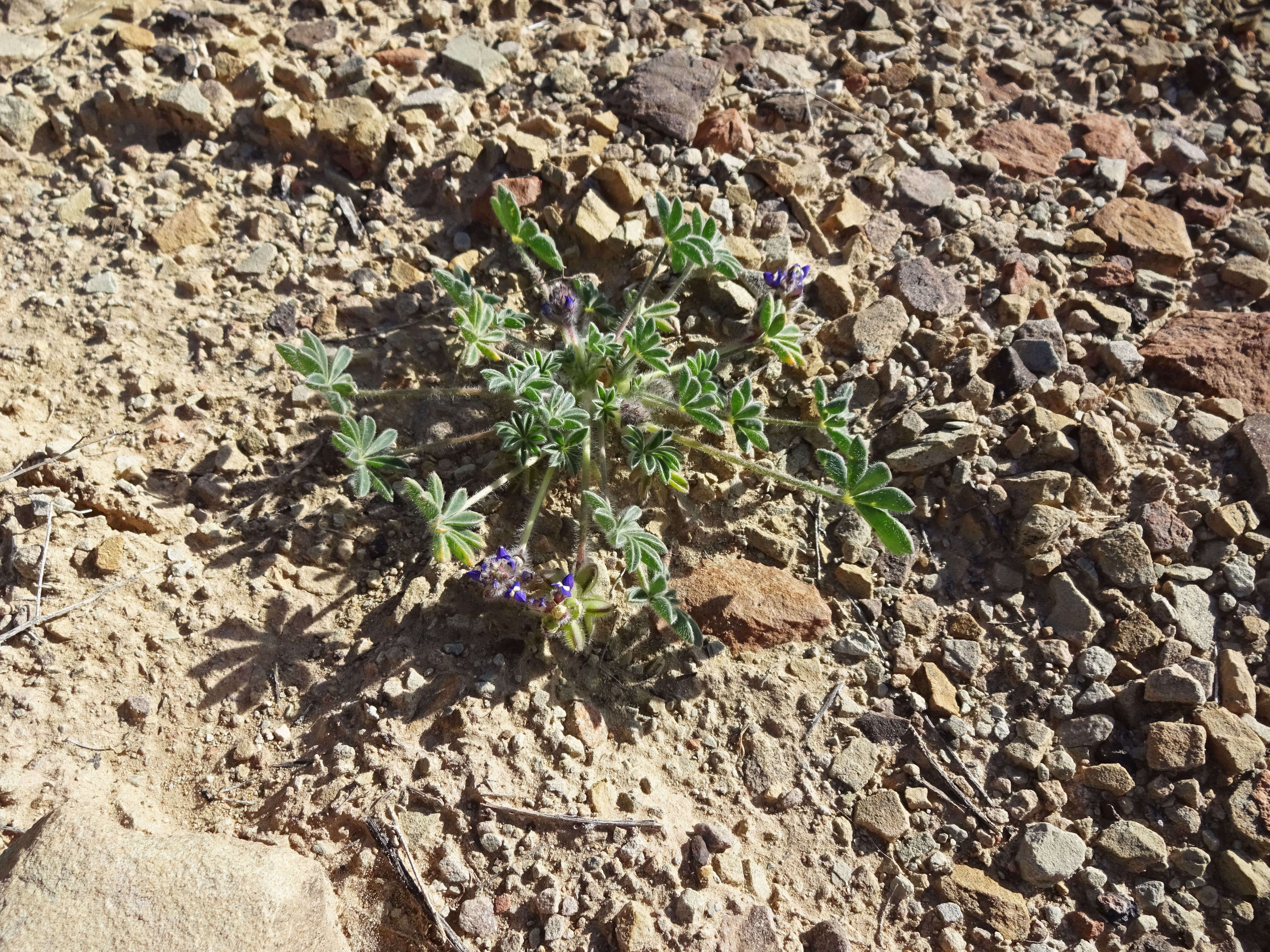 Image of shortstem lupine