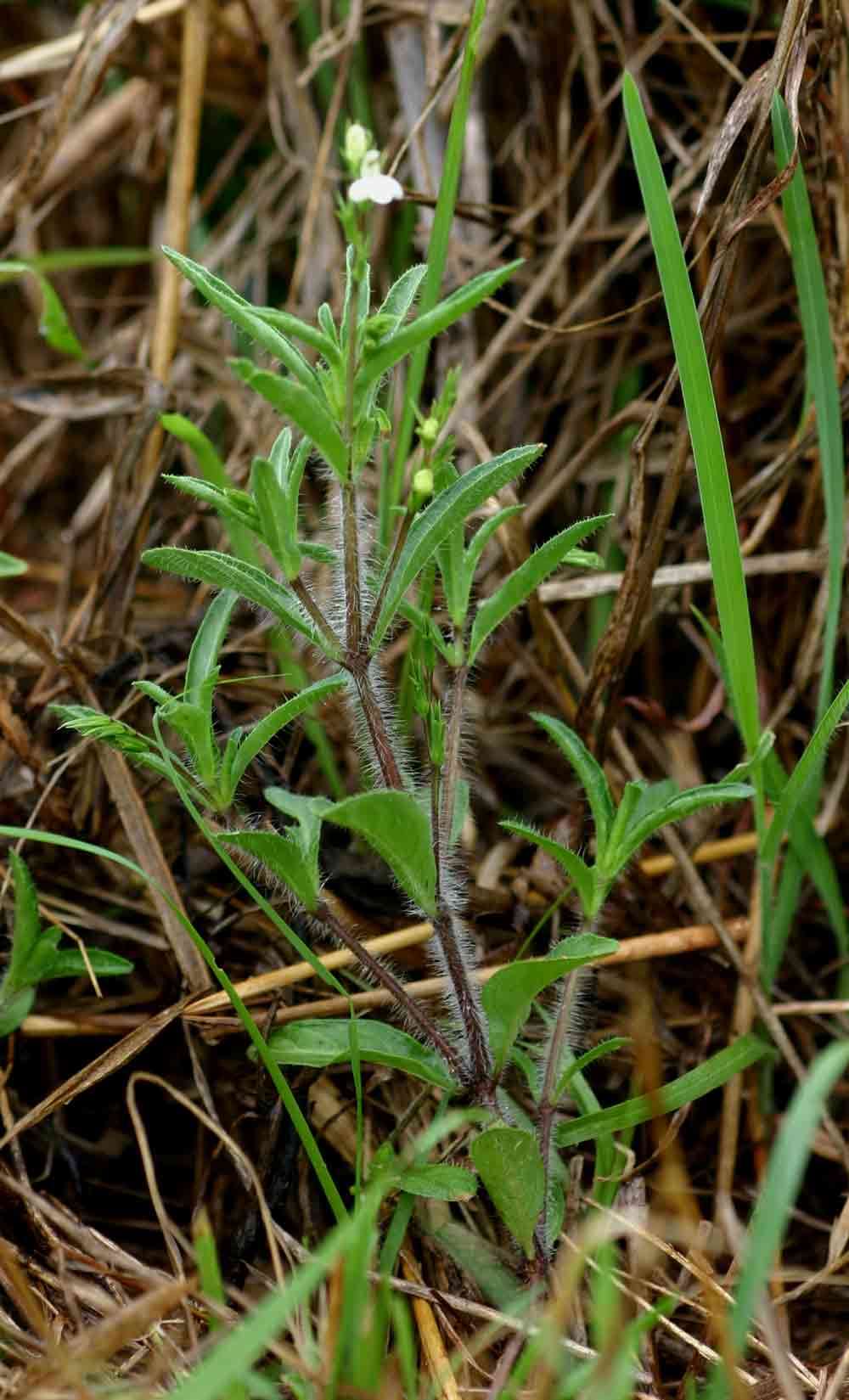 Image of water-willow