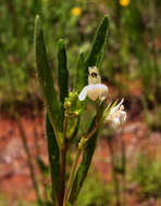 Image of water-willow