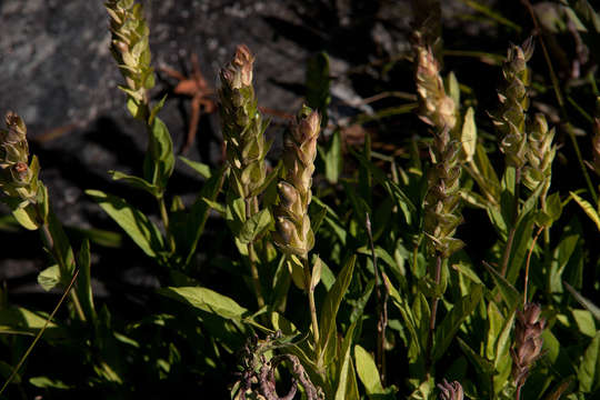 Image of water-willow