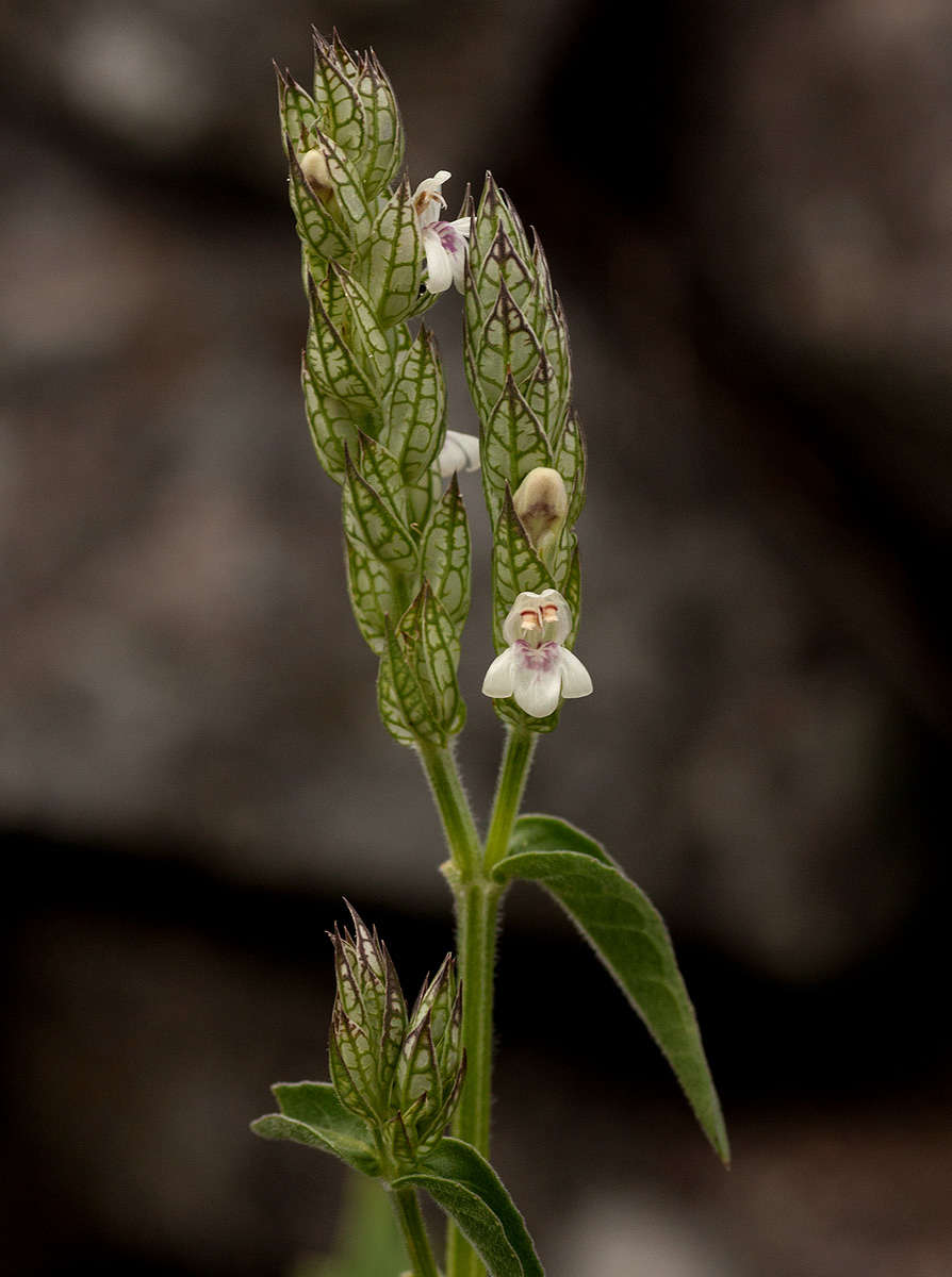 Image of water-willow