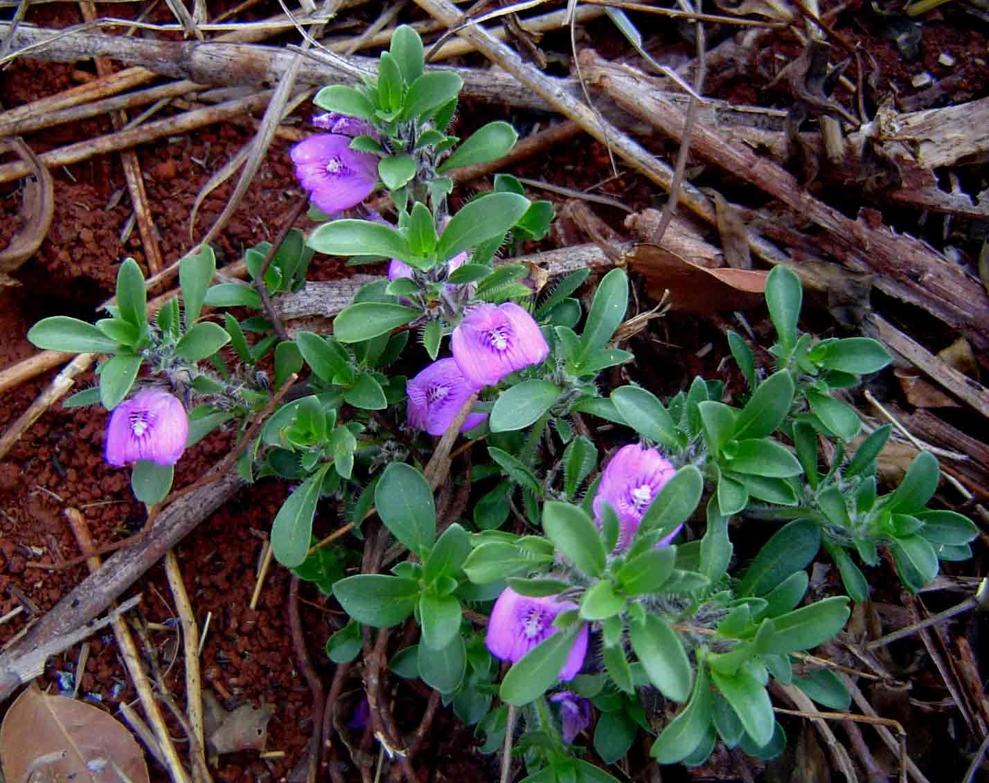 Image of Spring posy